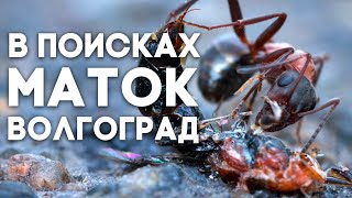 В ПОИСКАХ МАТОК - ВОЛГОГРАД. Или как найти муравьиную матку в ближайшем парке? \\ Димон и Пумба