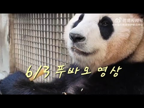 6/3푸바오영상(푸야 잘먹어야해♡) #福宝,#FuBao,#panda,#fubao,#福寶