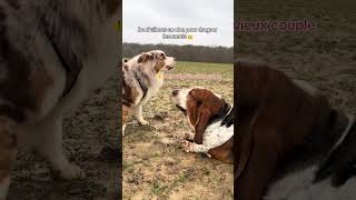 Le retour de Monsieur roger 🤣❤️ #bassetthound #dogsitter #fyp #dogsitting #bassethoundsoftiktok ...