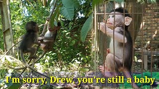 baby monkey drew is just as eager to play andclimb as his big brother