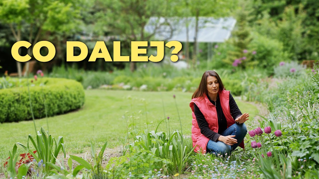 Tulipany przekwitają 🌷🌷🌷. Co dalej z przekwitniętymi cebulowymi? Zadbaj o cebulki 🌷🌷🌷