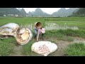 Small oysters in rice fields release large, round pearls