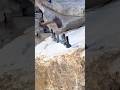 Traditional Stone Splitting Process Using Precise Industrial Hammering Technique #shorts
