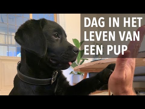 Dag in het leven van een labrador puppy - Kip aflevering 6 - Week 12