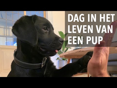 Video: Hoe Een Labrador Retriever Uit Te Laten?