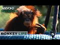An Orangutan Goes Crazy |  Monkey Life | S2E05 | Beyond Wildlife