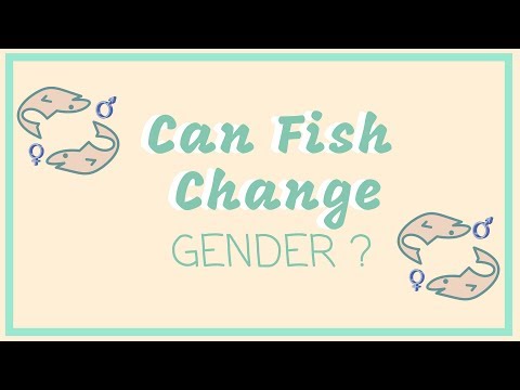 Can Fish Change Gender - Overview on Hermaphroditism