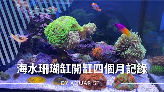 輕鬆飼養海水珊瑚缸開缸四個月記錄