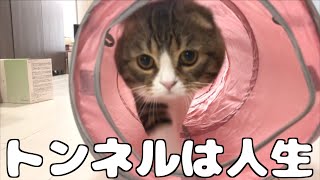 トンネルへの愛が暴走する猫