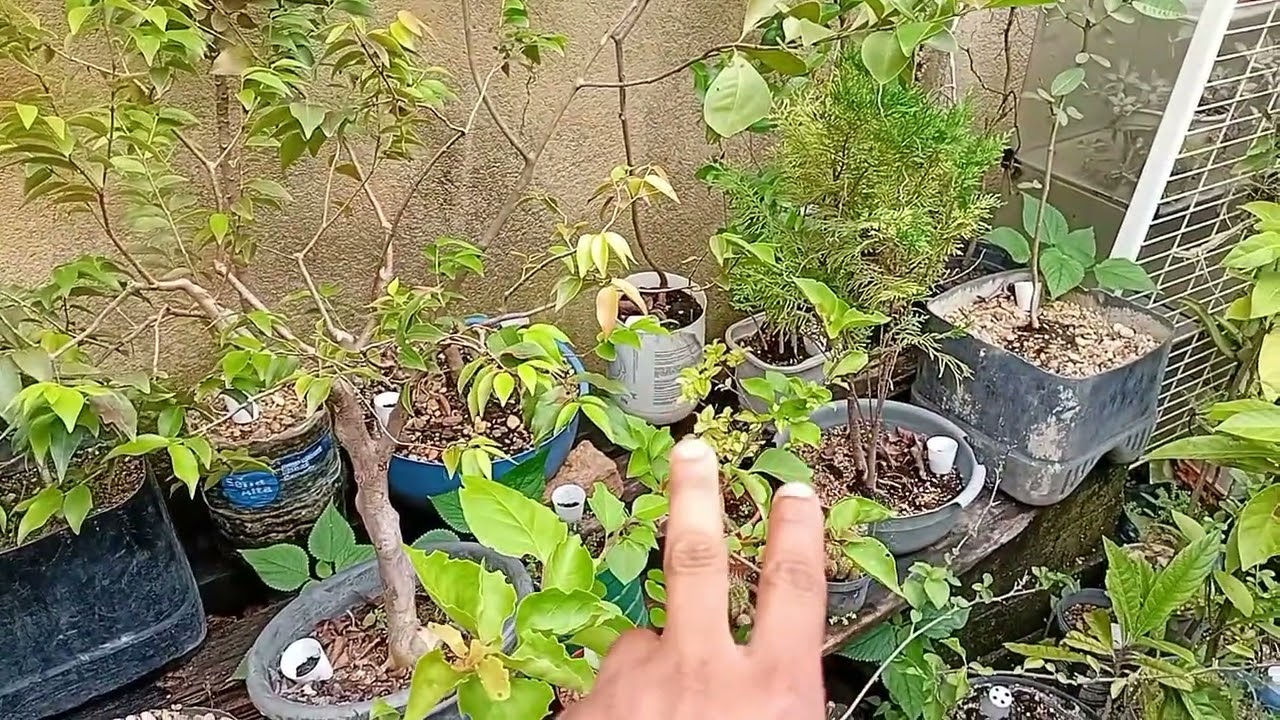 Bonsai pode ficar na chuva?