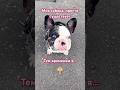 Привет собакозависимым 🤪 #dog #bulldog #frenchbulldog #frenchie #fun #funny #puppy