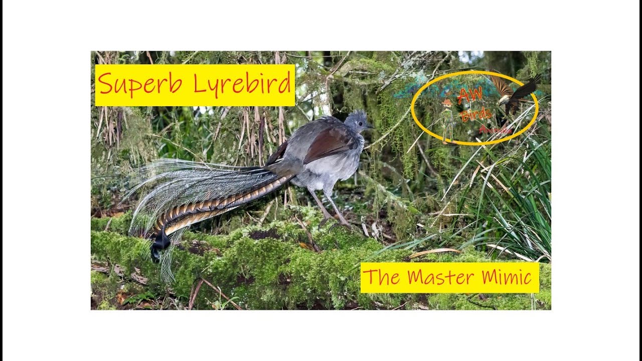 Lyrebird: Master of Mimicry - TheDailyGuardian