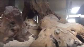 Fettschwanz-Rennmäuse