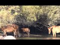 Mirabelle the Salt River Wild Horse Foal - 11.6.22 - Mark Storto Nature Clip