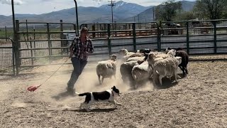 17 week old Kit, the Border Collie puppy round pen training on sheep by BWR Stockdog Training 798 views 8 months ago 9 minutes, 40 seconds