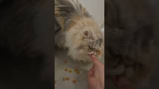 Dreamies and the cats are happy #persiancats #fyp #cattok