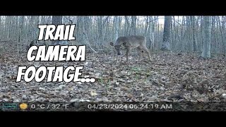 Our Backyard Animals Trail Camera Videos - Backyard Coyotes, a hawk, deer and a raccoon