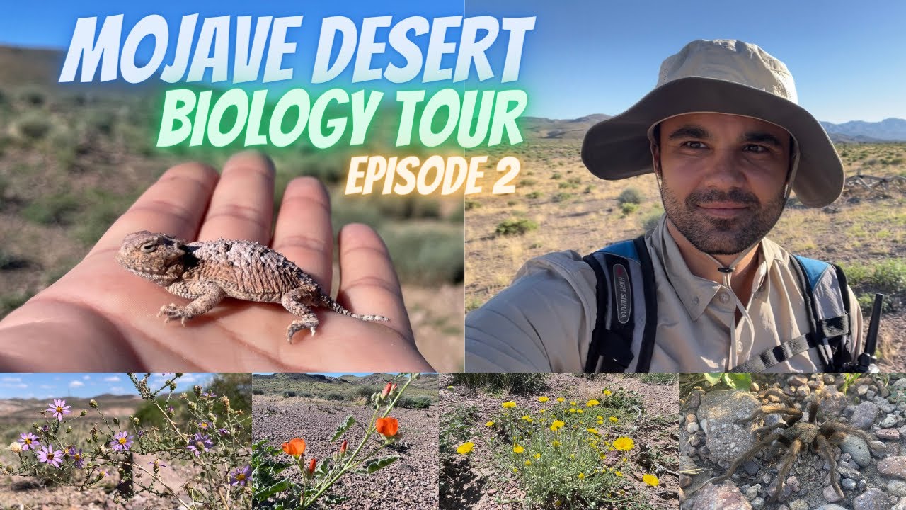 mojave desert fauna