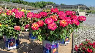 Rose True Bloom™ True Sincerity / OUTSTANDING Free-flowering, Compact & Bushy Multi-colored Rose