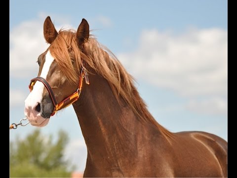 ORGULLOSO SU - CABALLO ALAZAN ESPAÑOL - NACIDO EN 2011 - YEGUADA SUSAETA -  YouTube