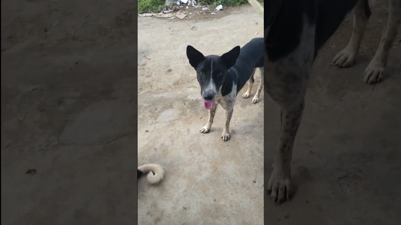 kis type ke banaen video ki Radhe Radhe viral Ho jaaye Sala kutta# comedy video dekhe maja a jaaye🐕