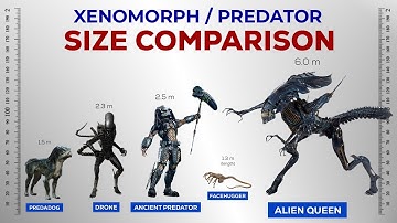 Xenomorph and Predator Size Comparison!