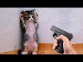 Aww 🐱 Cat Reaction Videos | Top Funny &amp; Crazy Cats #7