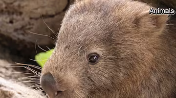 Meet the Rare Northern Hairy-Nosed Wombat!