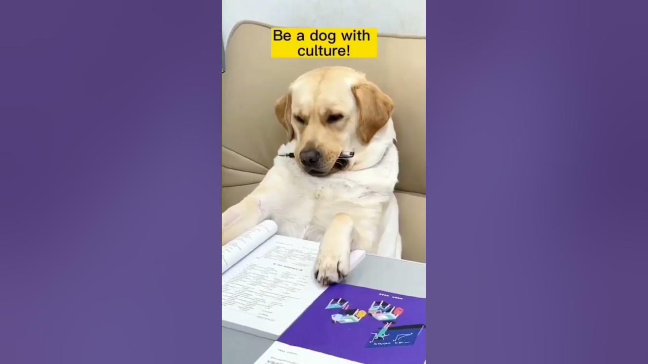 smart-dogs-help-people-dog-puppy-shorts-dog-bakery-near-me