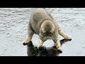 「猫かわいい」 猫がめちゃくちゃいっぱいいて可愛いです - 最も面白い猫の映画 #146