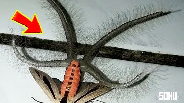 15 Insects So Bizarre They Don