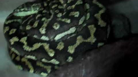 INCREDIBLE CARPET PYTHONS