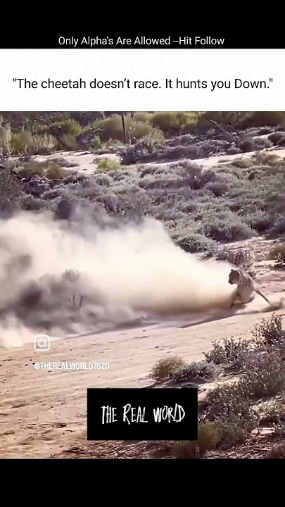 #cheetah #hunting #race #ego #brave #animals