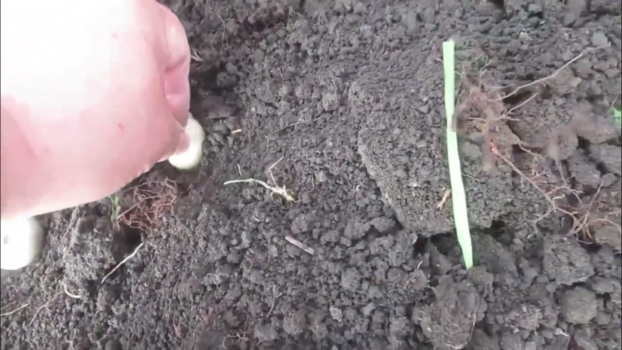 Лук репчатый и благородная кущевка - YouTube
