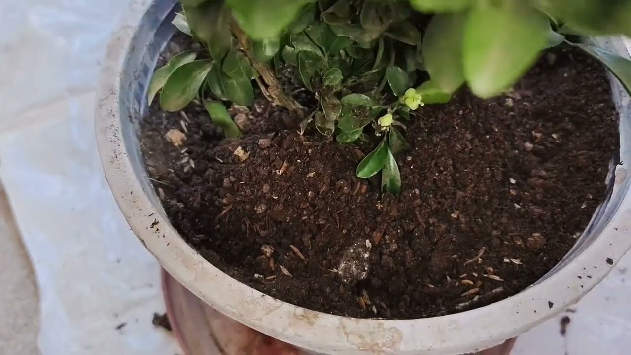 मधुकामिनी का पौधा | Madhukamini plant Repotting 