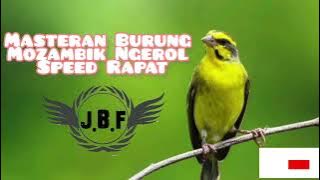 Suara Burung Mozambik Ngerol untuk Masteran