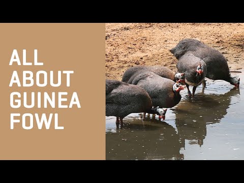 वीडियो: क्या गिनी मुर्गी एक जंगली जानवर है?