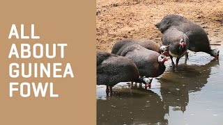 All About GUINEA FOWL