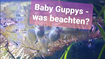 Wann darf man die Baby Guppys zu den Großen tun?