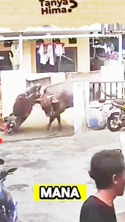 Sapi ngamuk #sapi #banteng #hewan #viralvideo