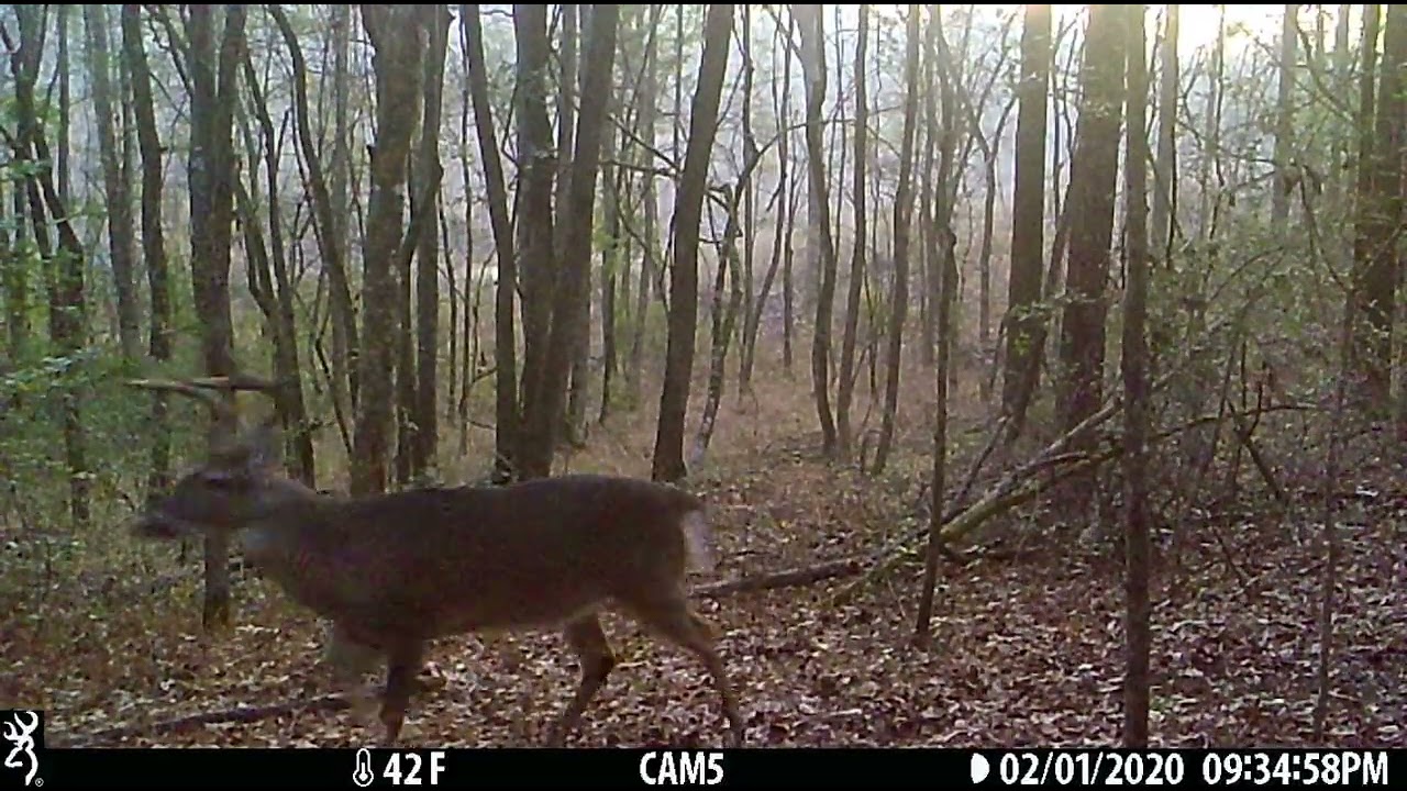 s4 older buck after adding his scent