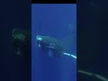 Bitcoin Price Controlled? The Truth About Whale Games