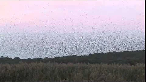 Swallow Migration, a Ballet in the Sky - DayDayNews