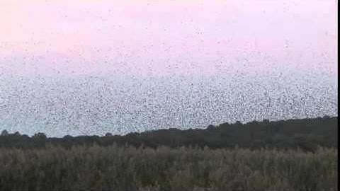 Swallow Migration, a Ballet in the Sky