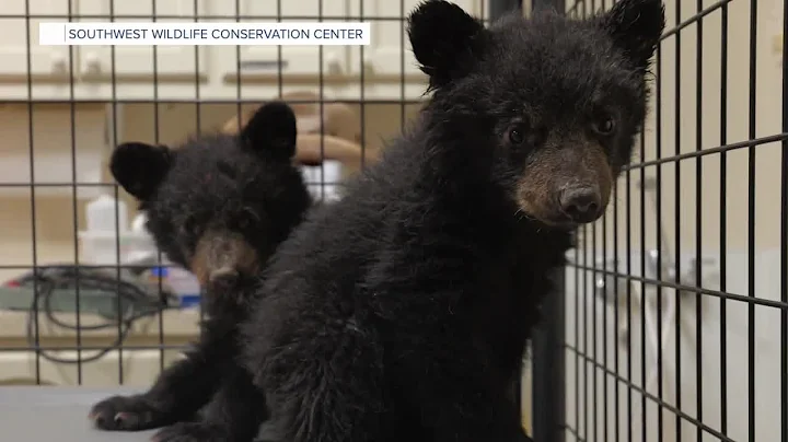 Orphaned bear cubs taken in by Southwest Wildlife Conservation Center thumbnail