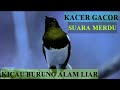 Kicau Kacer Merdu Alam Liar Kicau Burung Mp3 - Mp4 Download