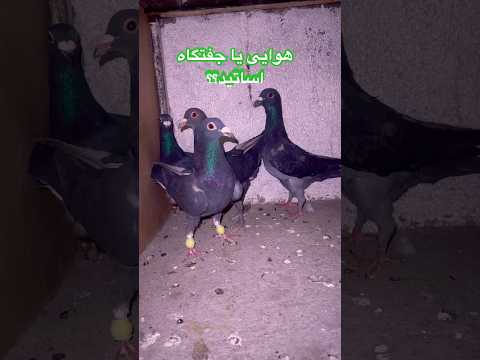 دوستان اون دو تا که گفت داداش هستن زاغ های خودم نیست یه موقع شورت کبوتر بلندپرواز 