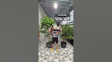 Mận Xanh Đường Sóc Trăng & Mận Hồng MST