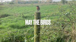 May The Birds