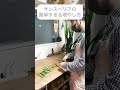 【10万再生】やってみな、増えるぞ【サンスベリア】観葉植物 #ガーデニング #園芸 #観葉植物